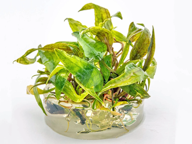 Purpurwasserkelch - Cryptocoryne x purpurea in vitro